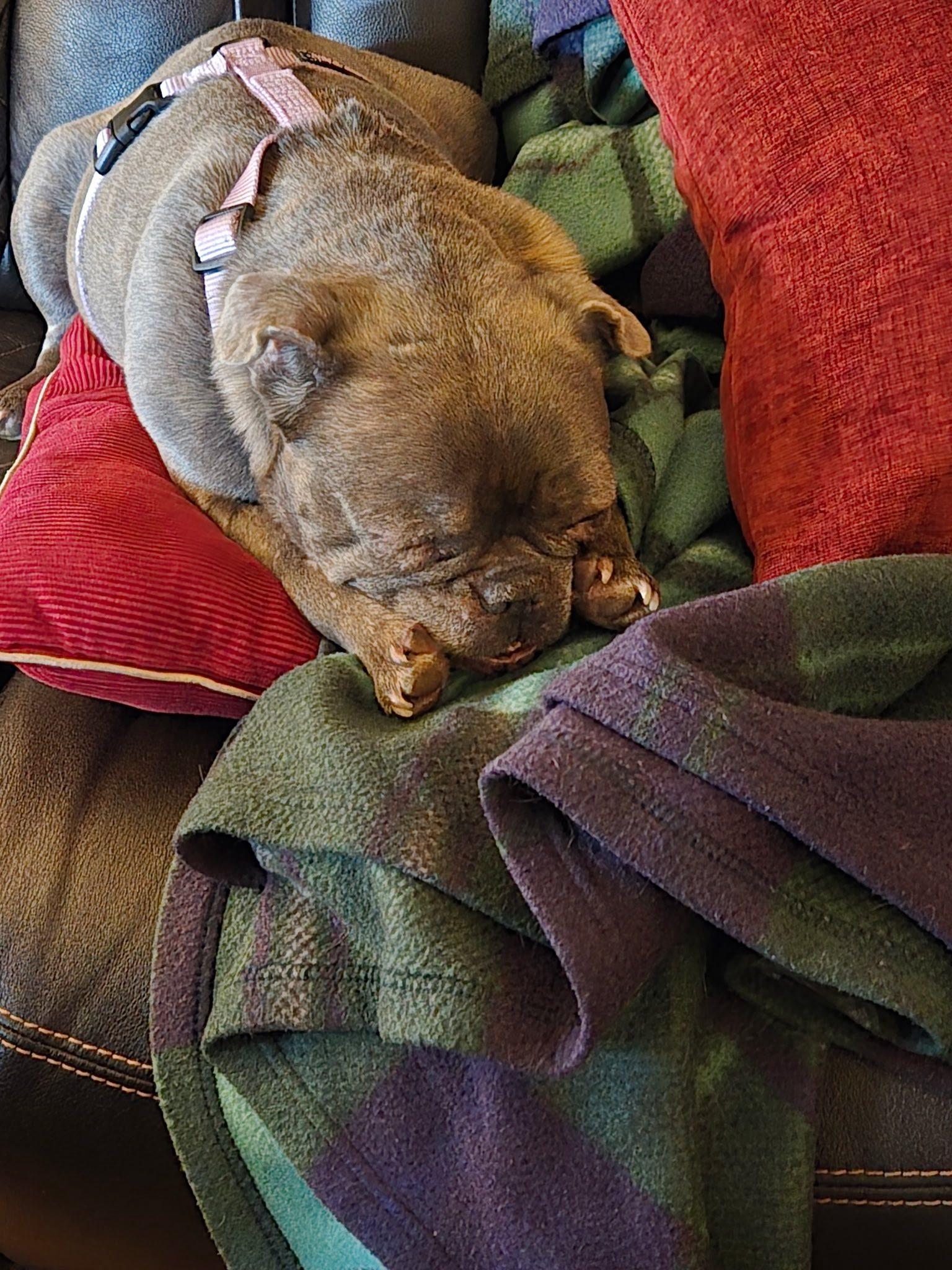 Chunky , a ADOPTABLE mixed breed in Chattanooga, TN image 4/4