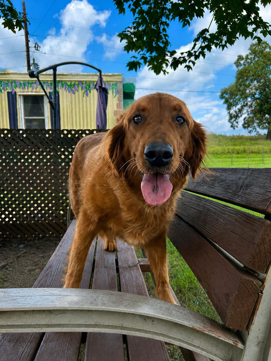 Rose Golden Jul 26, Adoptable, Adult Female Golden Retriever.