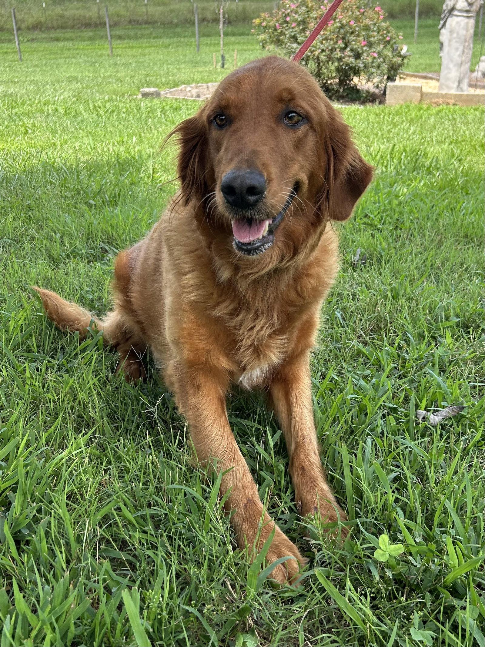 Enlarge Rose Golden Jul 26, a Adoptable Golden Retriever in Pacolet, SC image 2/3