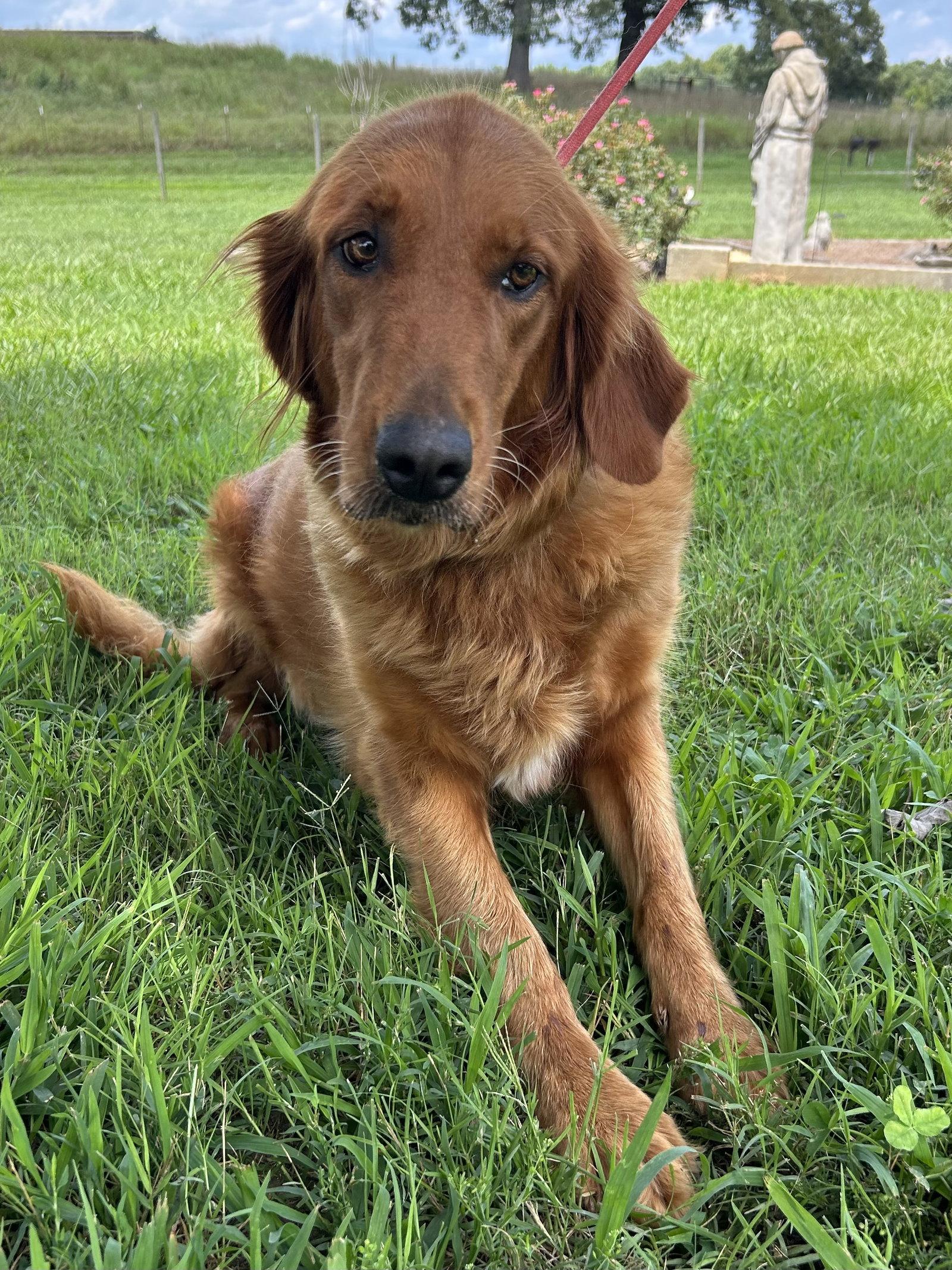 Enlarge Rose Golden Jul 26, a Adoptable Golden Retriever in Pacolet, SC image 3/3