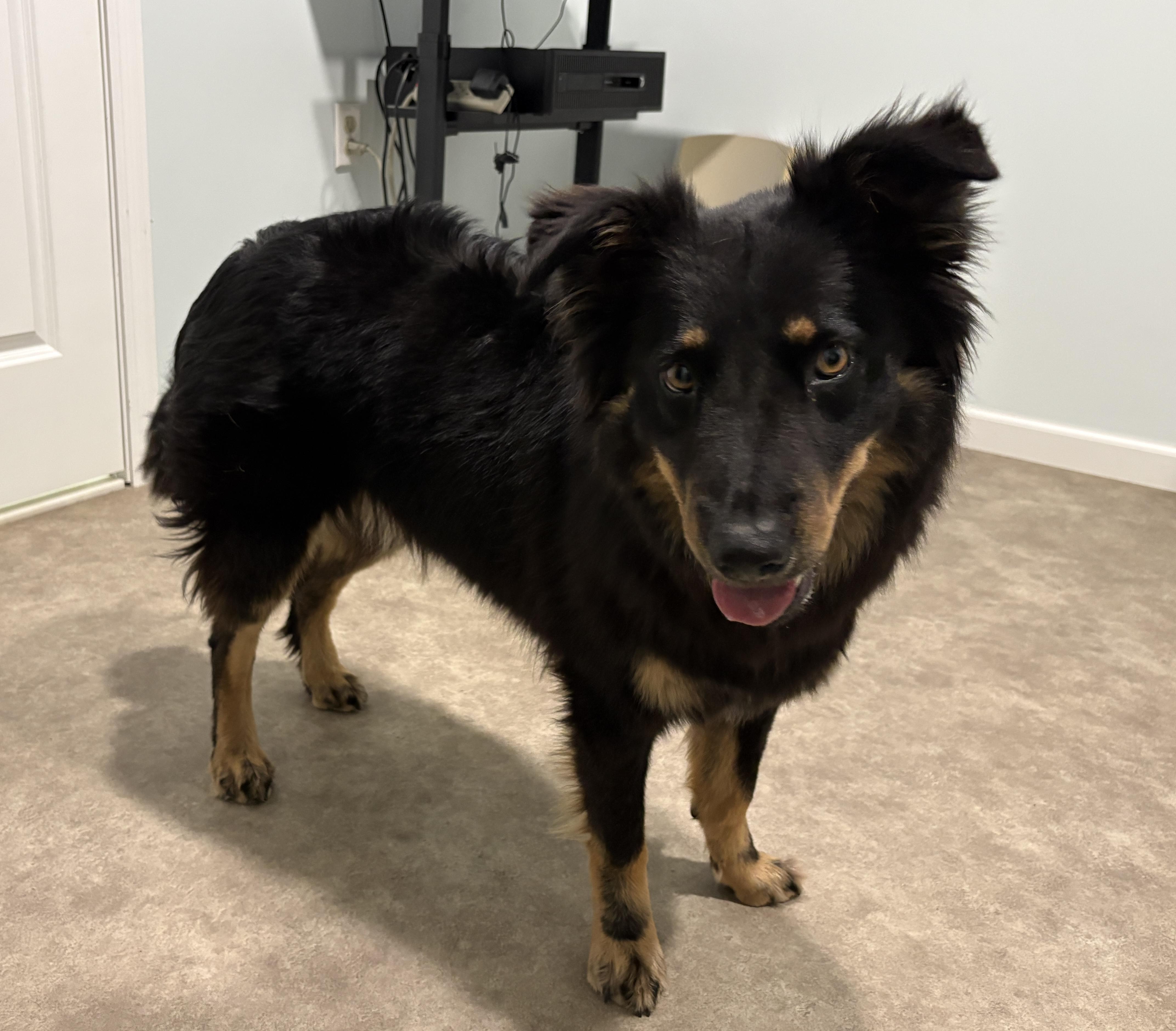 Penny, a ADOPTABLE Australian Shepherd in Grant, NE image 5/5
