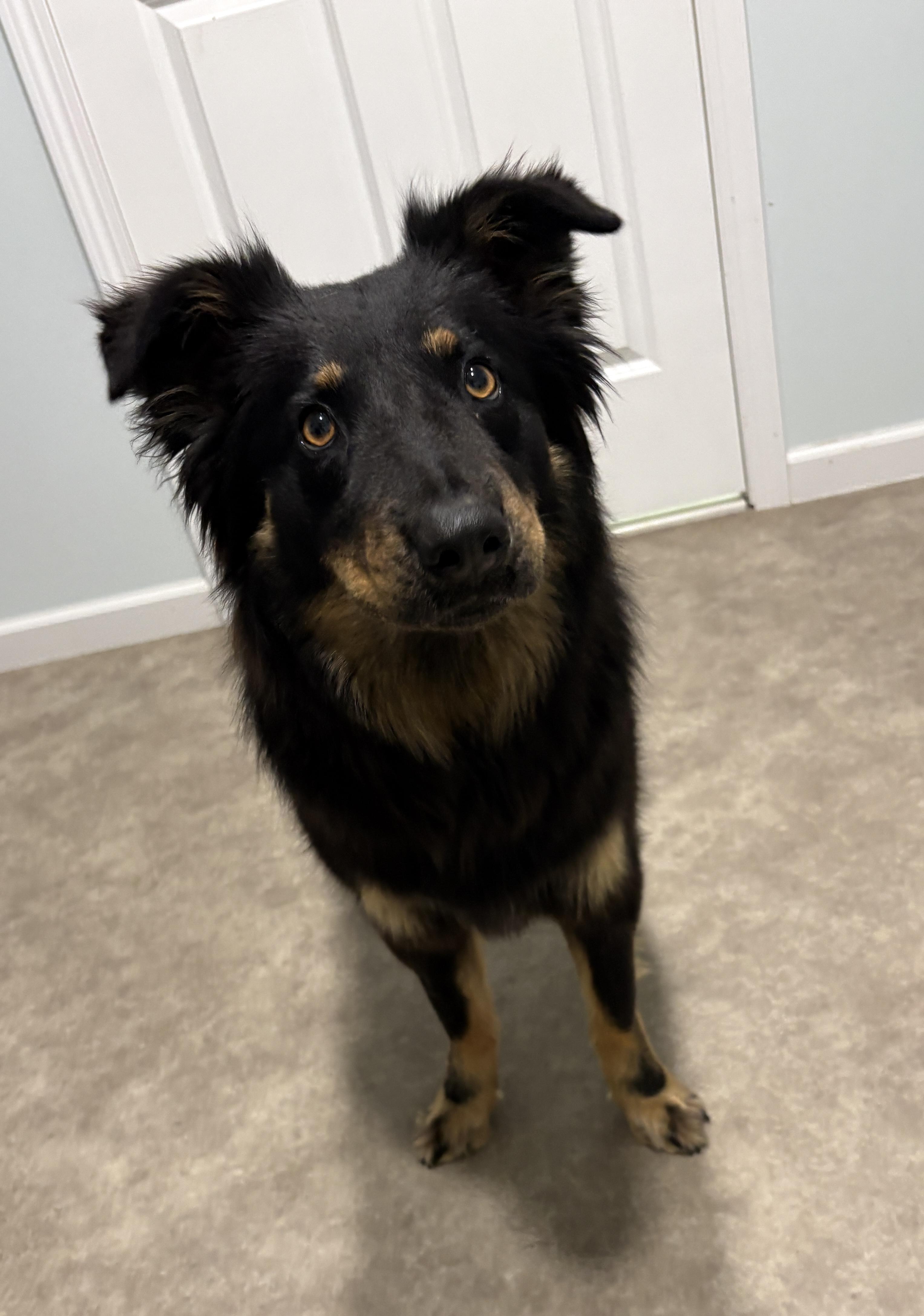 Penny, a ADOPTABLE Australian Shepherd in Grant, NE image 2/5