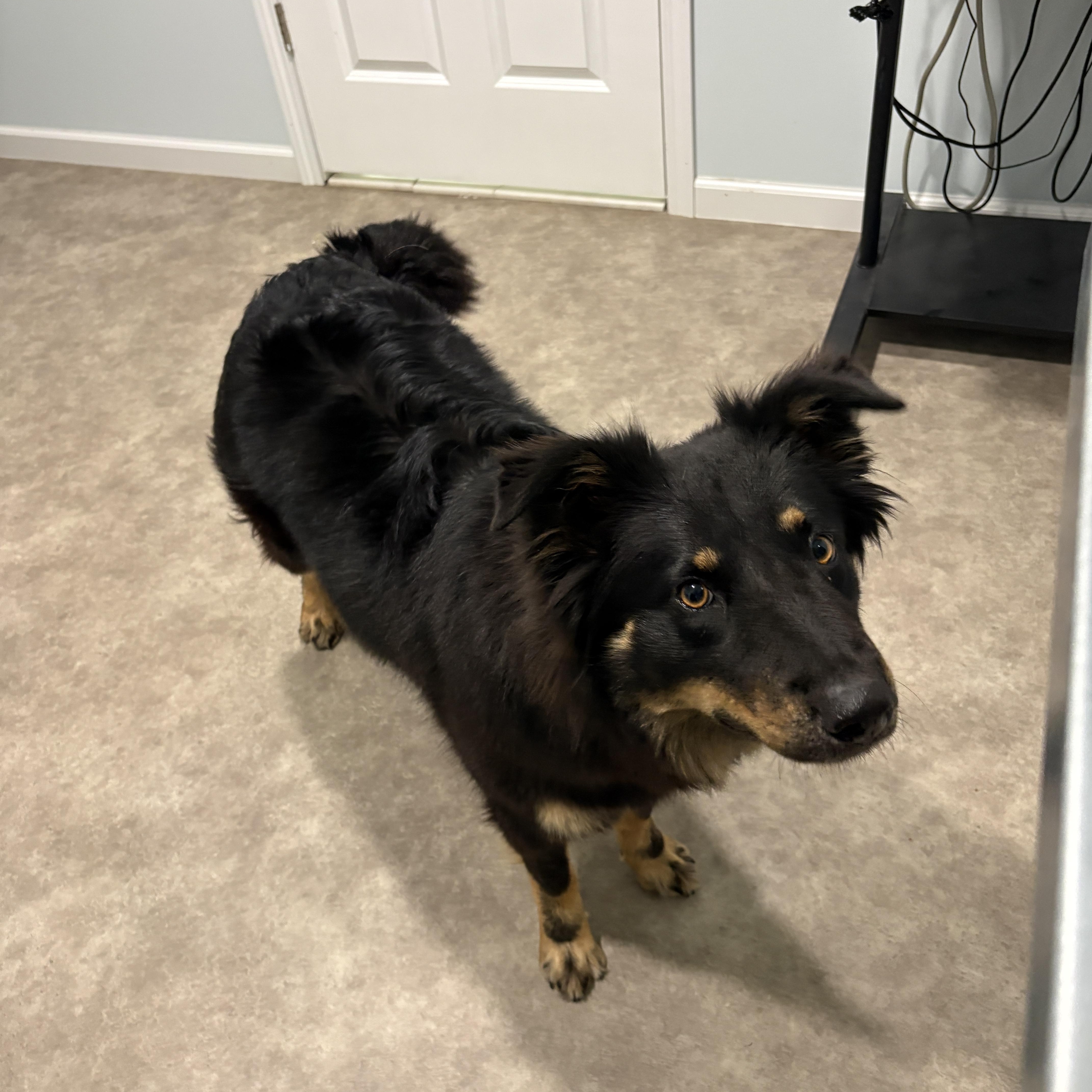 Penny, a ADOPTABLE Australian Shepherd in Grant, NE image 4/5
