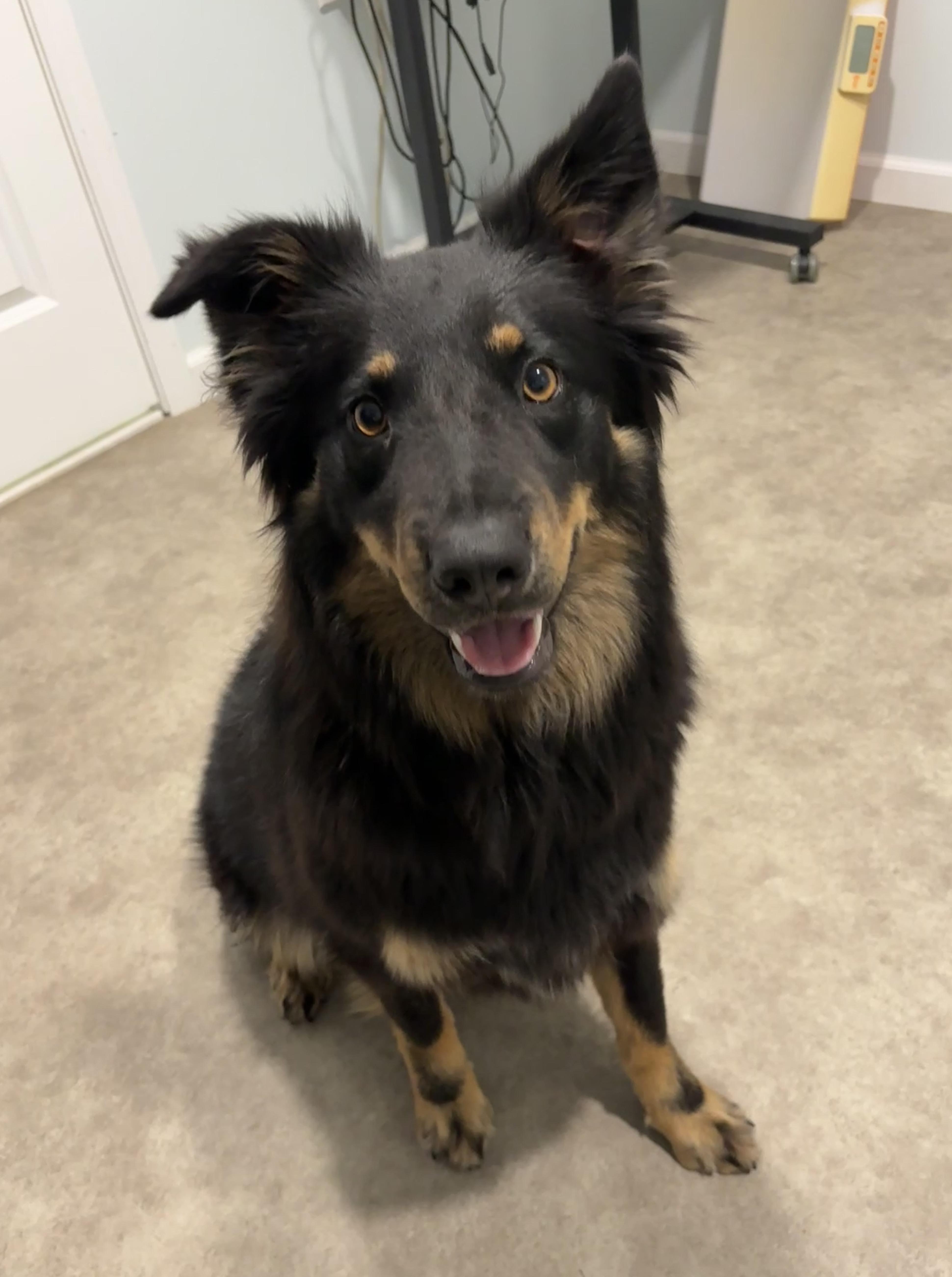 Penny, ADOPTABLE, Adult Female Australian Shepherd.