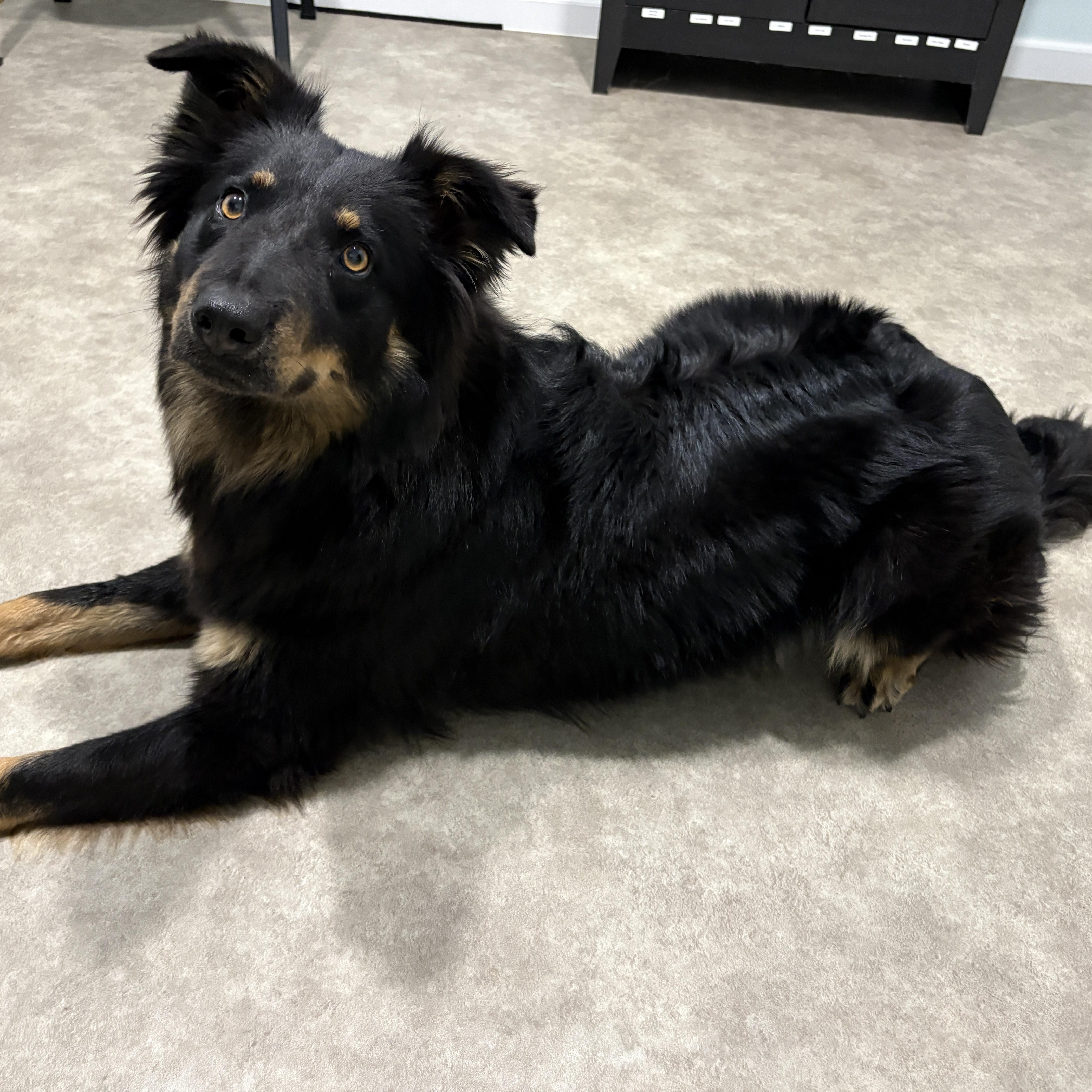 Penny, a ADOPTABLE Australian Shepherd in Grant, NE image 3/5
