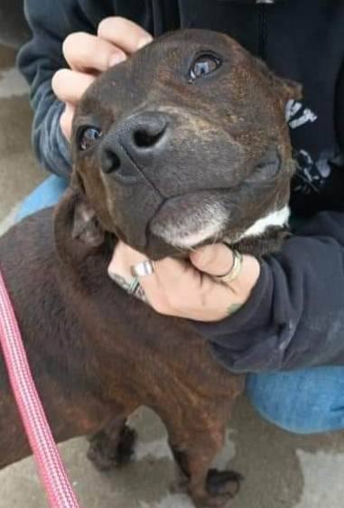 Pebbles, a Adopted mixed breed in Flint, MI image 1/4