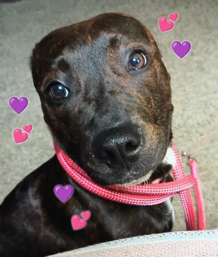 Pebbles, a Adopted mixed breed in Flint, MI image 2/4