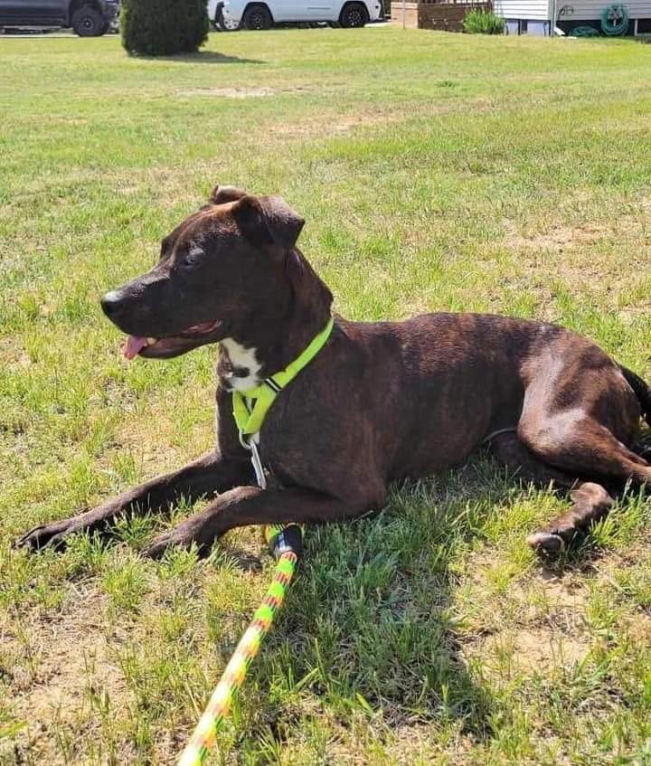 Pebbles, a Adopted mixed breed in Flint, MI image 3/4