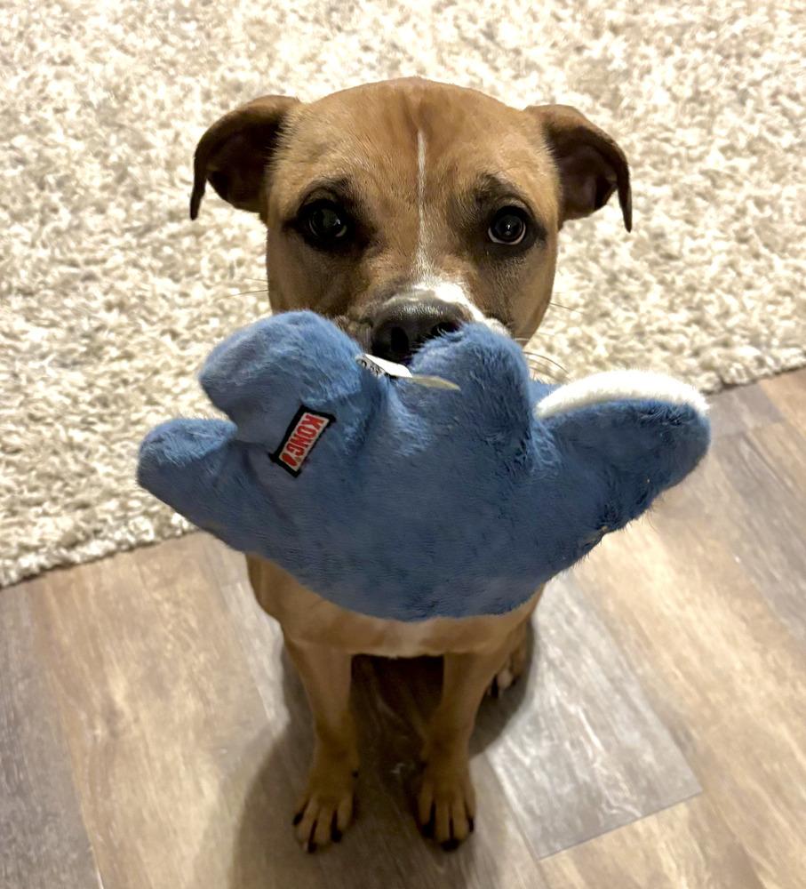 Enlarge Matcha, a Adoptable mixed breed in Akron, OH image 1/6