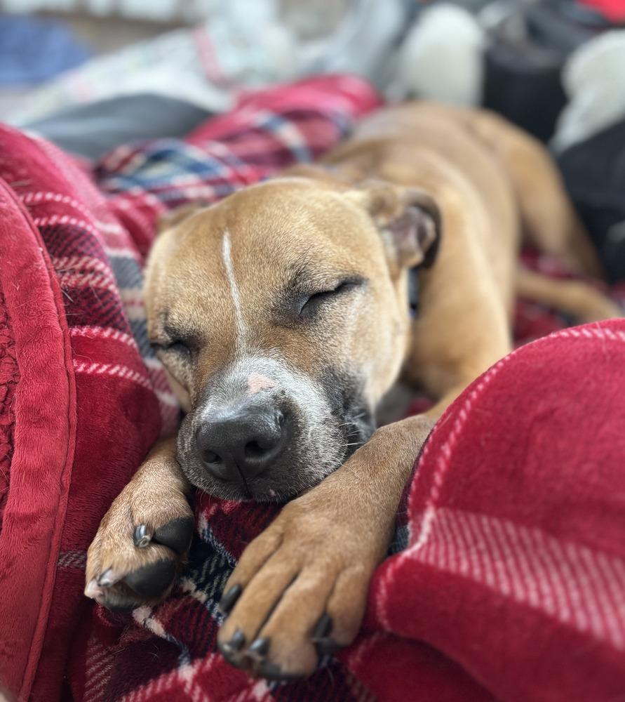 Enlarge Matcha, a Adoptable mixed breed in Akron, OH image 2/6