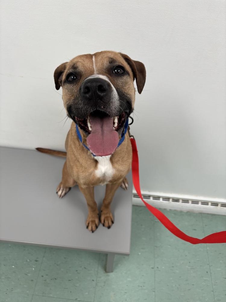 Enlarge Matcha, a Adoptable mixed breed in Akron, OH image 3/6