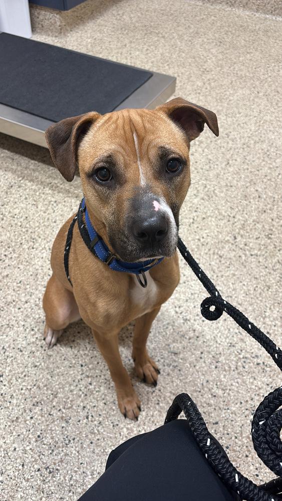 Enlarge Matcha, a Adoptable mixed breed in Akron, OH image 4/6