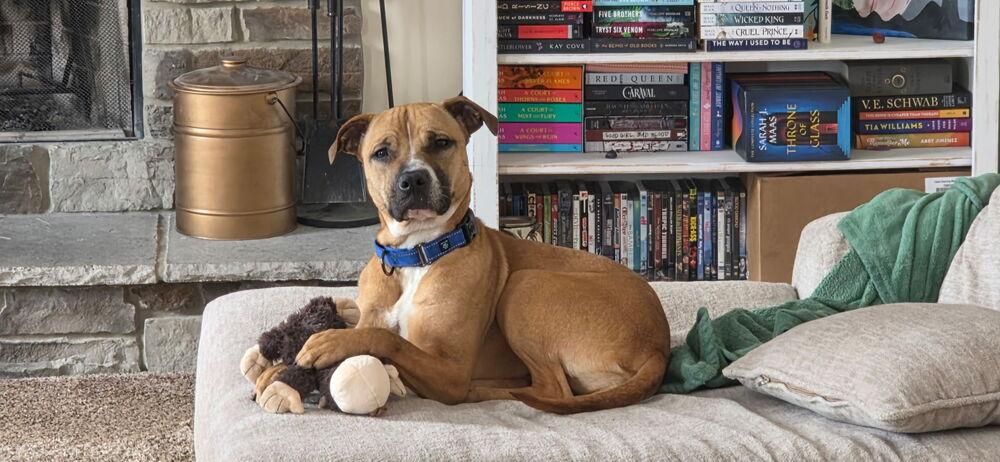 Enlarge Matcha, a Adoptable mixed breed in Akron, OH image 5/6