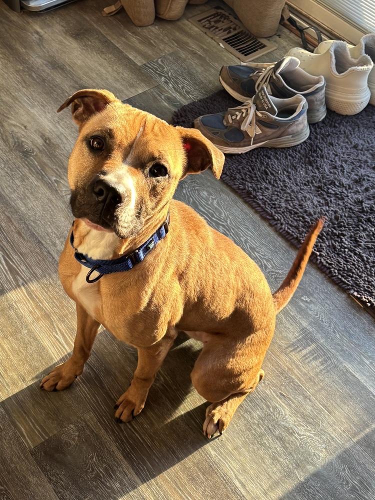 Enlarge Matcha, a Adoptable mixed breed in Akron, OH image 6/6