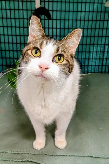 Mario, Adoptable, Senior Male Domestic Short Hair & Domestic Short Hair.