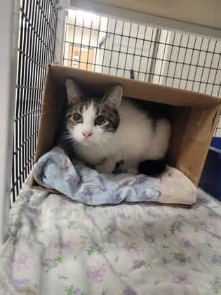 Mario, Adoptable, Senior Male Domestic Short Hair & Domestic Short Hair.