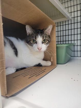 Enlarge Mario, a Adoptable Domestic Short Hair in Neenah, WI image 3/3