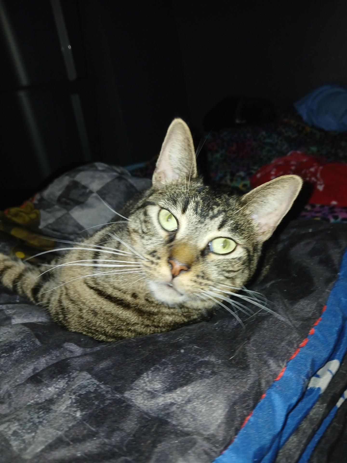 Adonis, Adoptable, Adult Male American Shorthair.