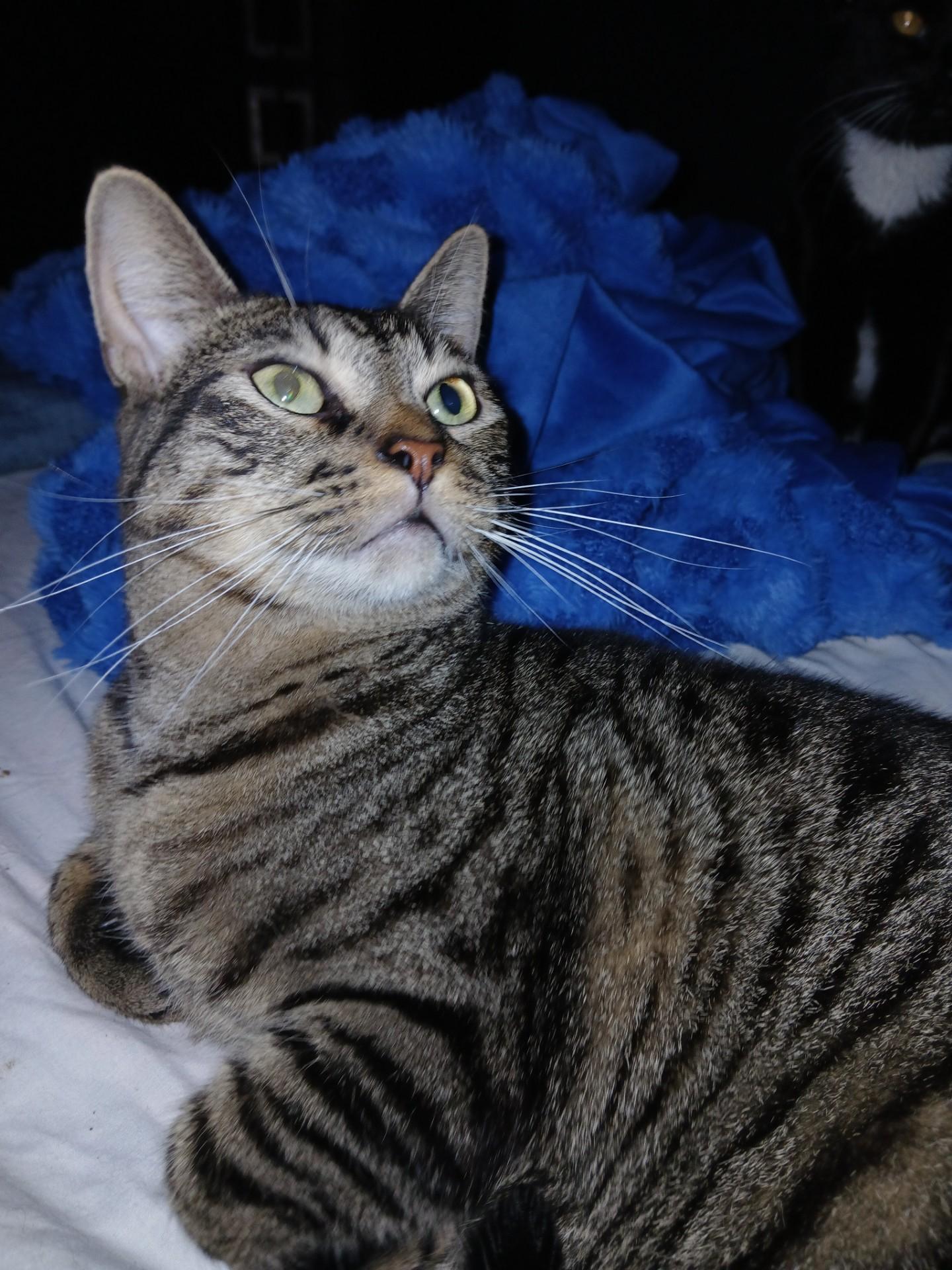 Adonis, a Adoptable American Shorthair in Nutley, NJ image 2/2