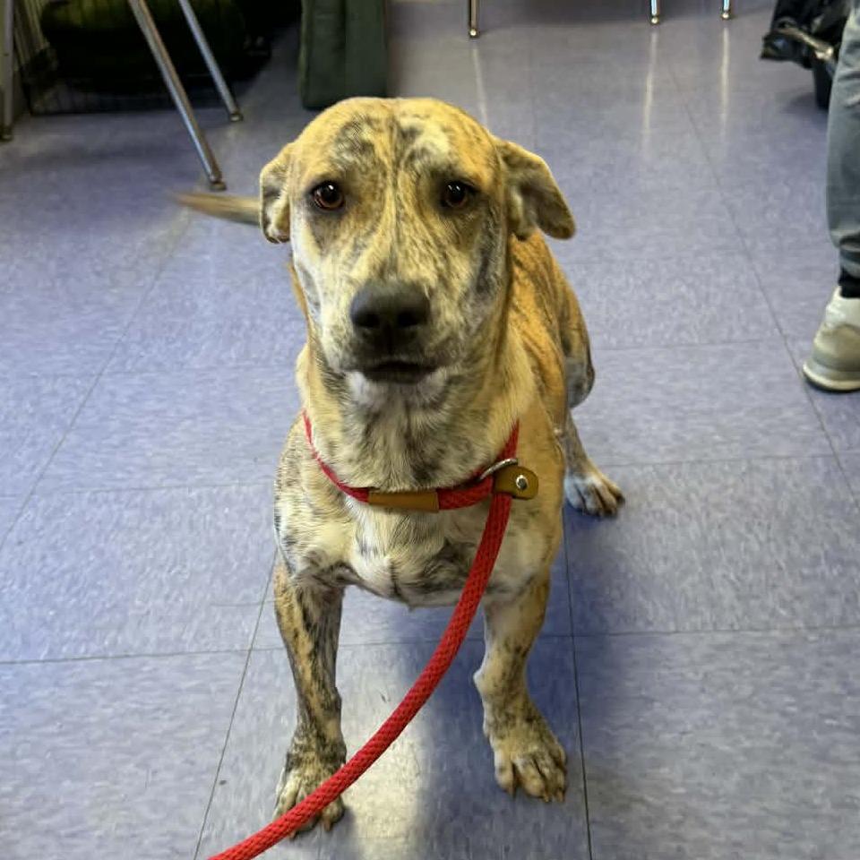 Tony the Tiger — thumbnail 2