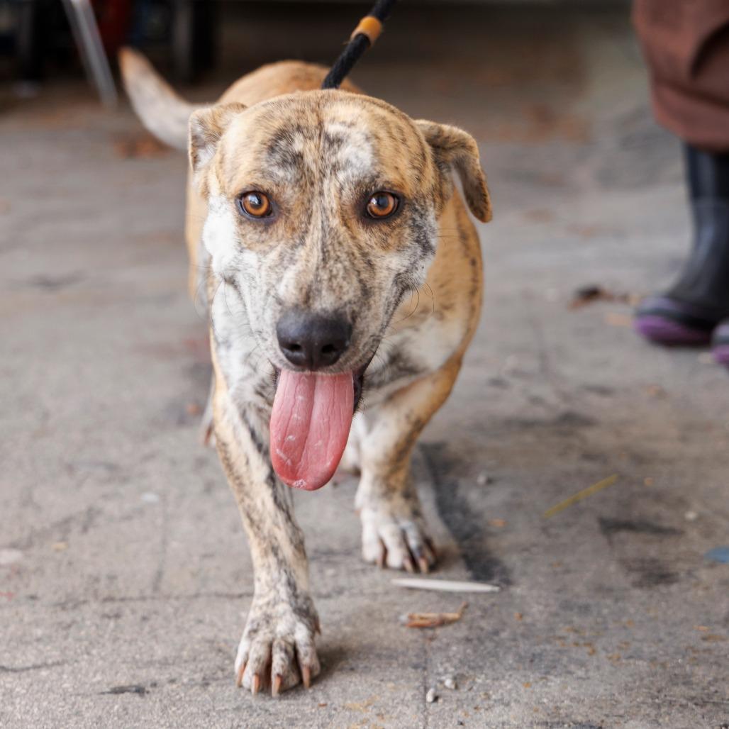 Tony the Tiger — thumbnail 3