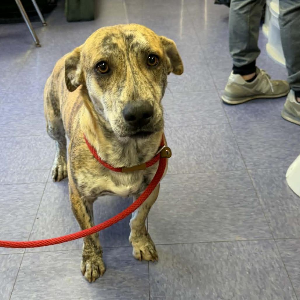 Tony the Tiger — thumbnail 4