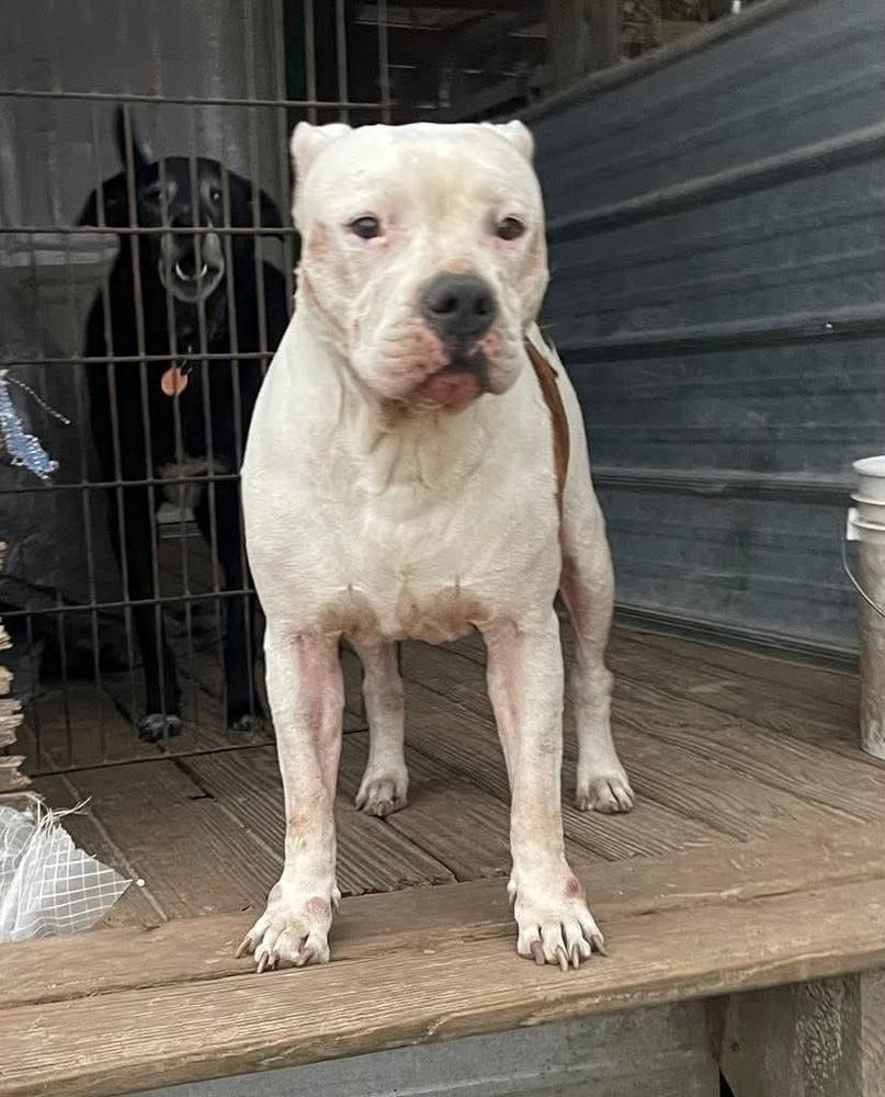 Enlarge Gwen, a Adoptable mixed breed in Marianna, FL image 1/1