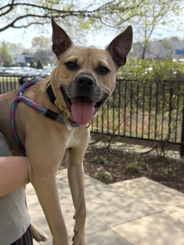 ALVEN, Adoptable, Young Male Pit Bull Terrier & Mixed Breed.