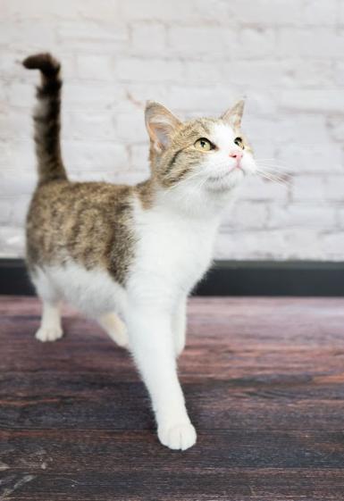 Enlarge Ellie, a ADOPTABLE mixed breed in Little Falls, MN image 2/3