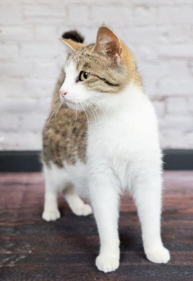 Enlarge Ellie, a ADOPTABLE mixed breed in Little Falls, MN image 1/3