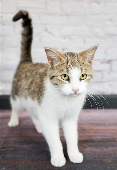 Enlarge Ellie, a ADOPTABLE mixed breed in Little Falls, MN image 3/3