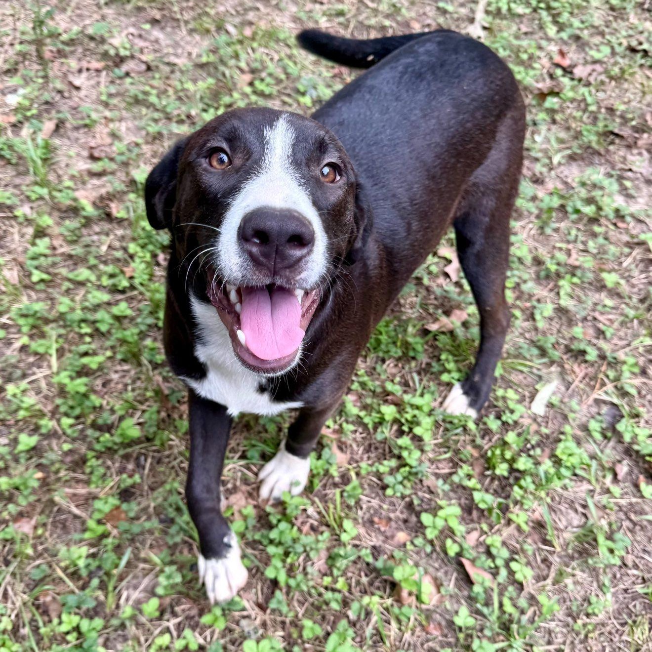 Enlarge Cara, a Adoptable mixed breed in Winnfield, LA image 2/5