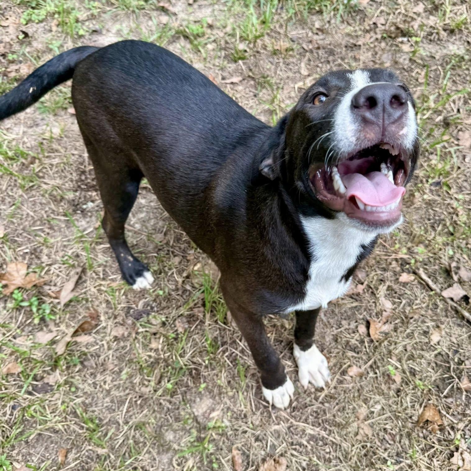 Enlarge Cara, a Adoptable mixed breed in Winnfield, LA image 3/5