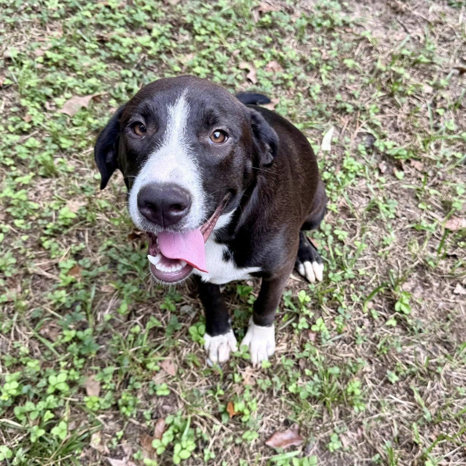 Enlarge Cara, a Adoptable mixed breed in Winnfield, LA image 4/5