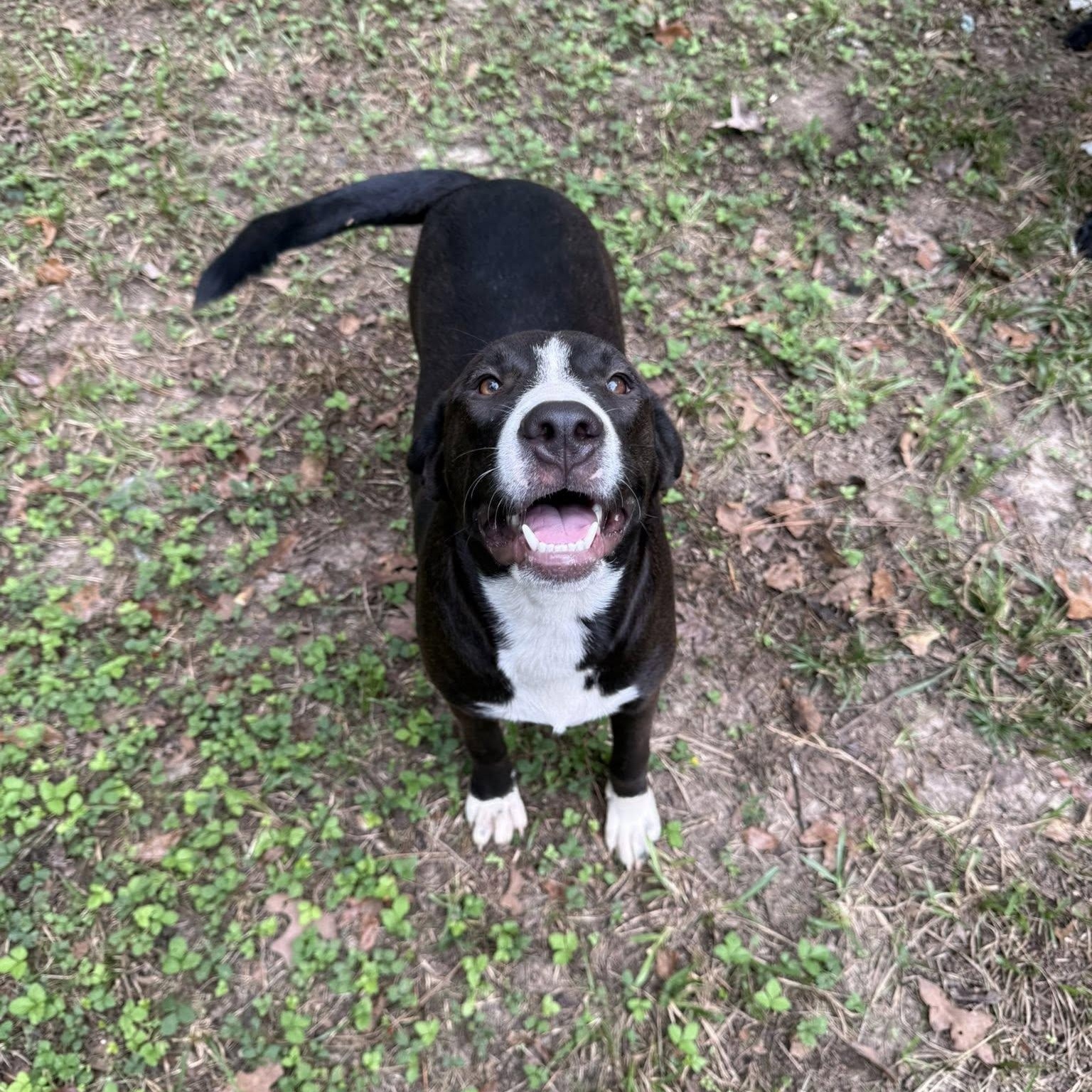 Enlarge Cara, a Adoptable mixed breed in Winnfield, LA image 5/5