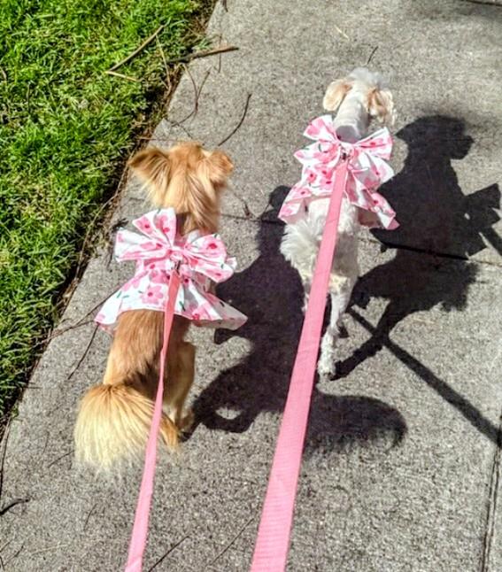 Enlarge Honey and Vanilla, a Adoptable mixed breed in Los Angeles, CA image 1/4