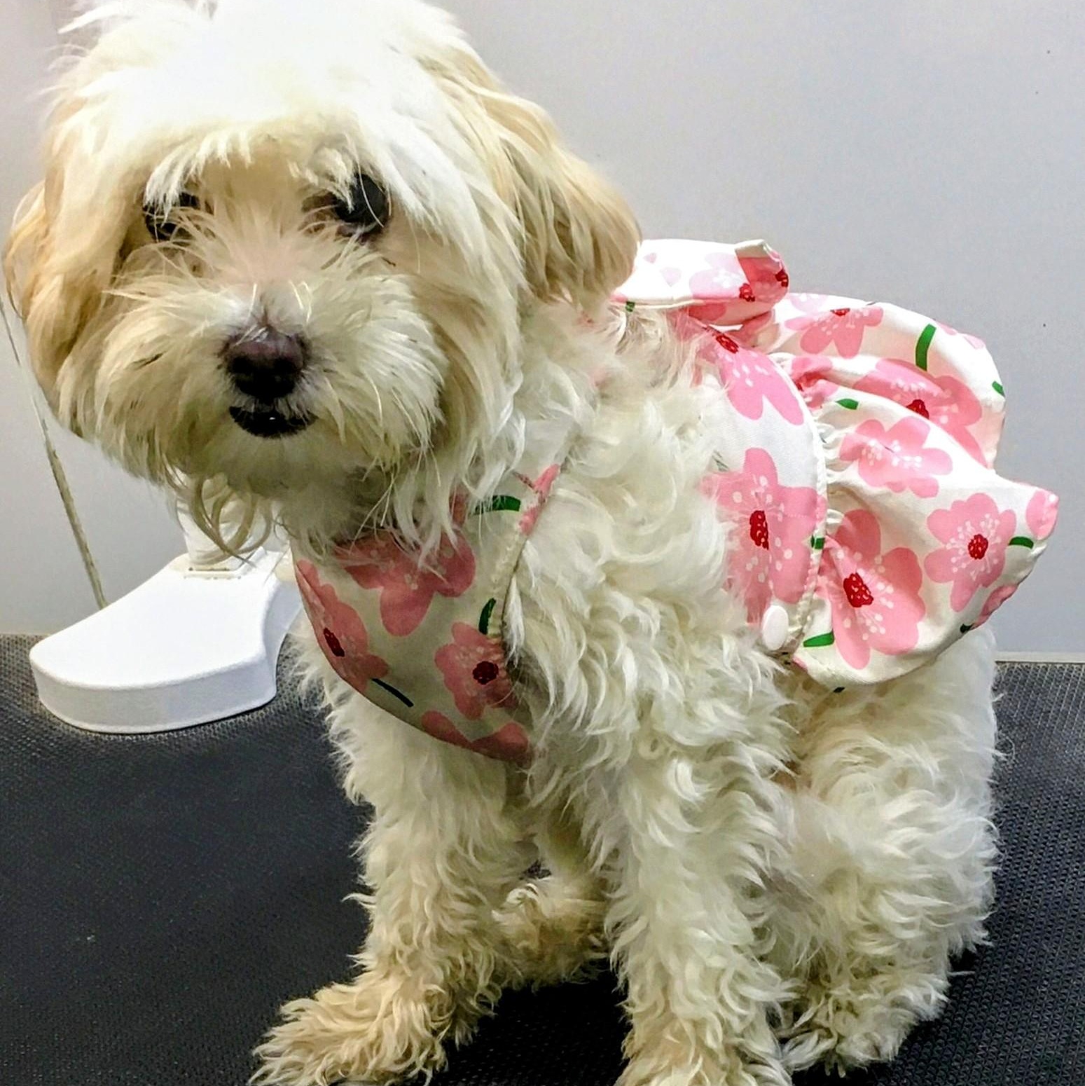 Enlarge Honey and Vanilla, a Adoptable mixed breed in Los Angeles, CA image 2/4