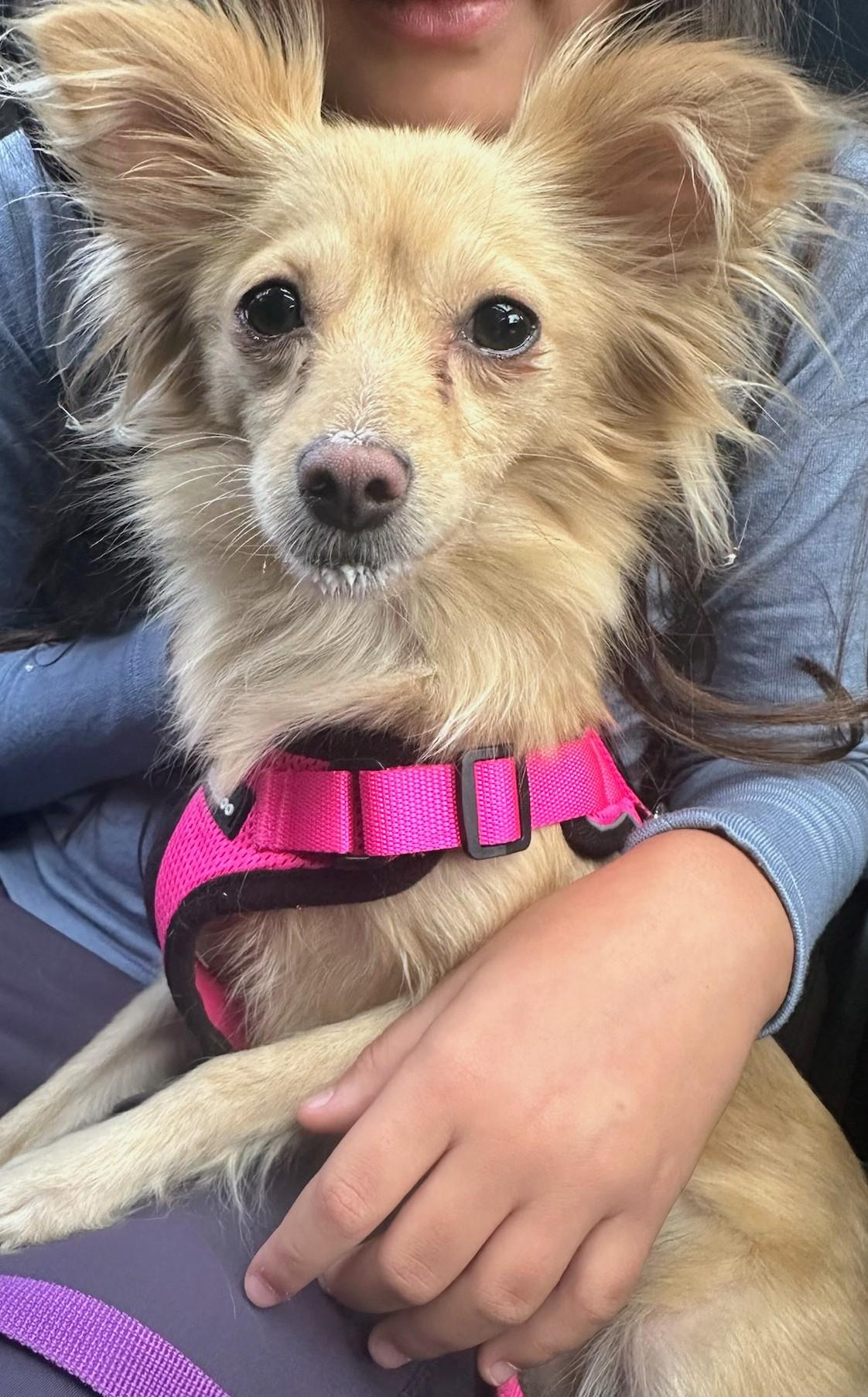 Enlarge Honey and Vanilla, a Adoptable mixed breed in Los Angeles, CA image 3/4