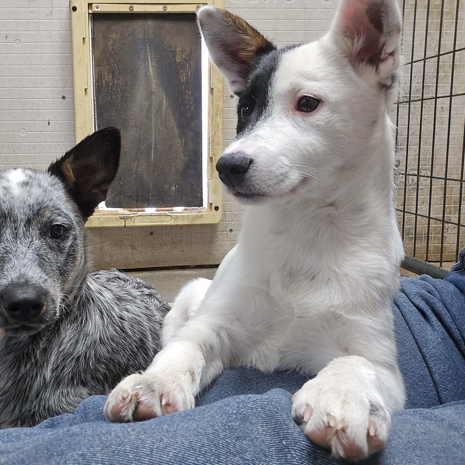 Enlarge Posy, a ADOPTABLE Australian Cattle Dog / Blue Heeler in Mounds, OK image 2/2