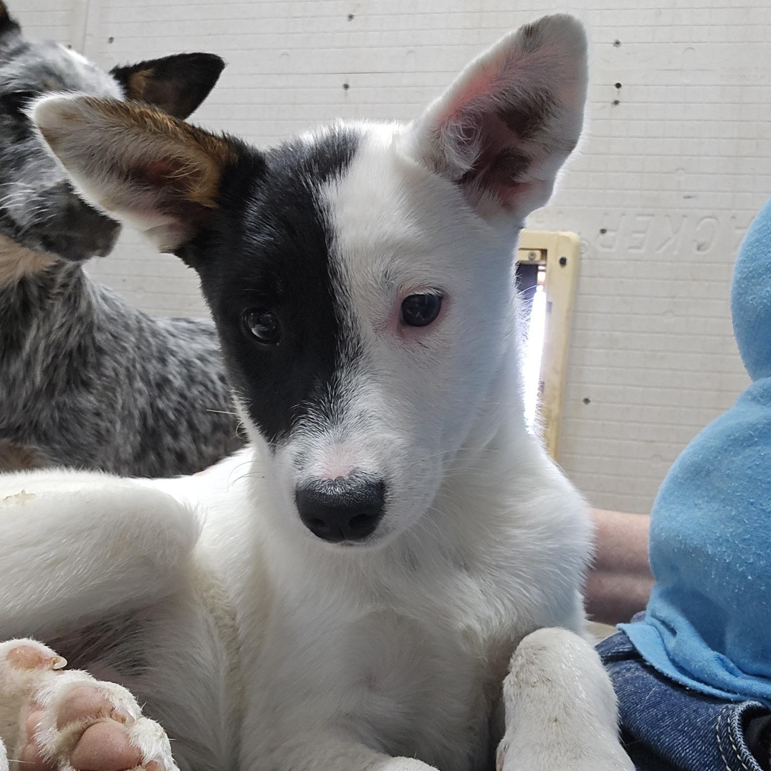 Posy, ADOPTABLE, Puppy Female Australian Cattle Dog / Blue Heeler.