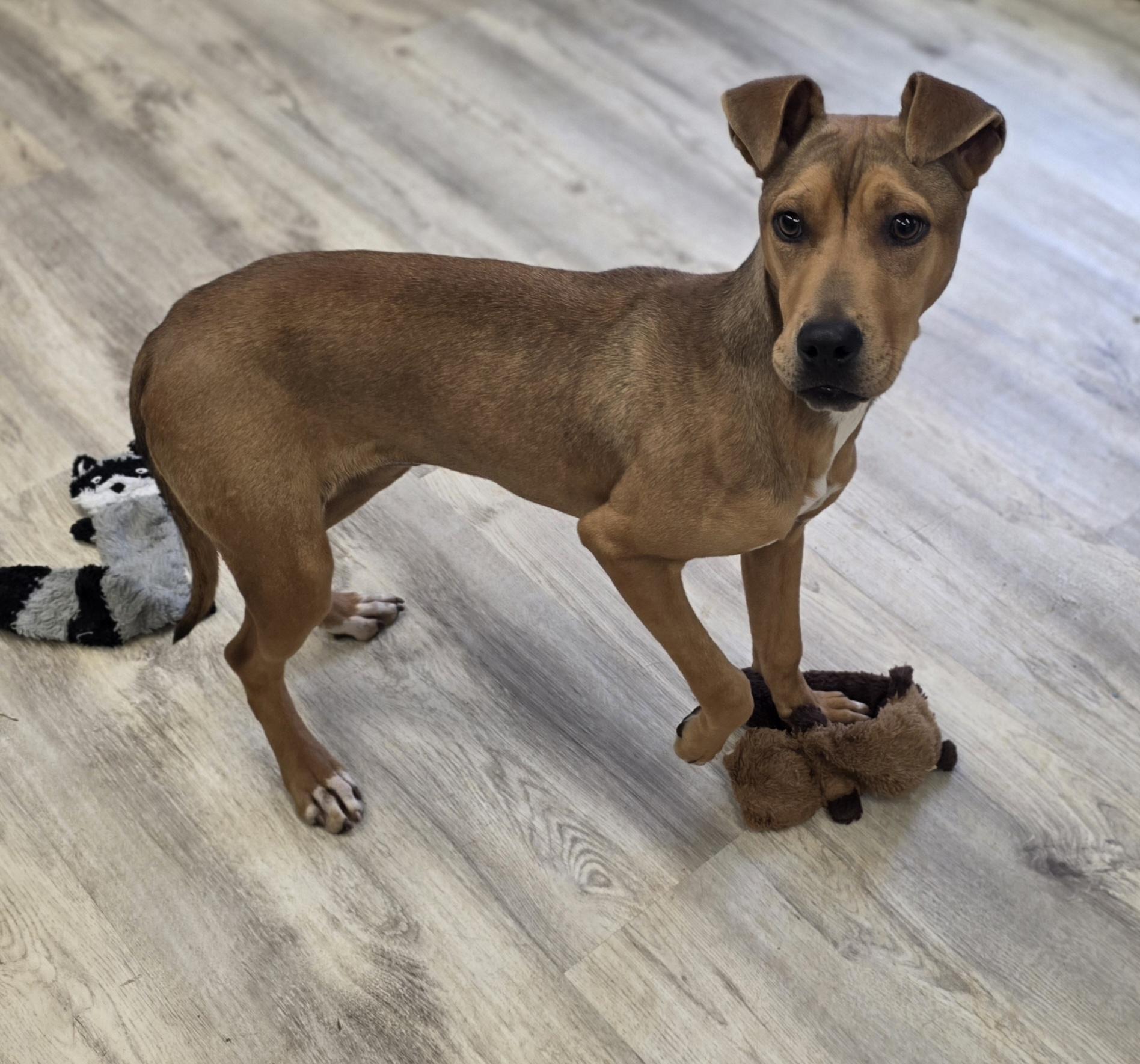 Enlarge Basil, a ADOPTABLE Mixed Breed in PHILADELPHIA, TN image 1/2