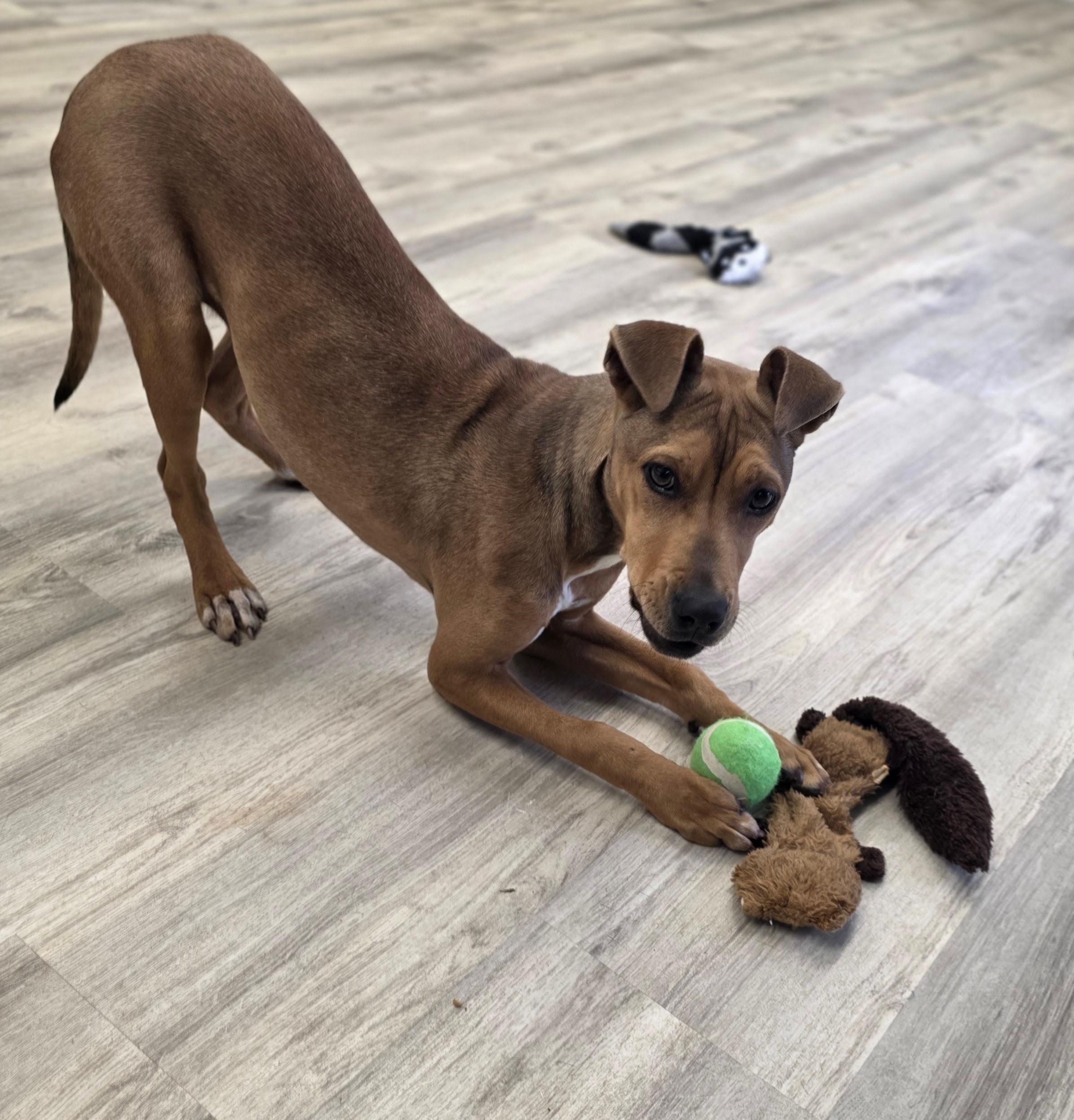 Enlarge Basil, a ADOPTABLE Mixed Breed in PHILADELPHIA, TN image 2/2