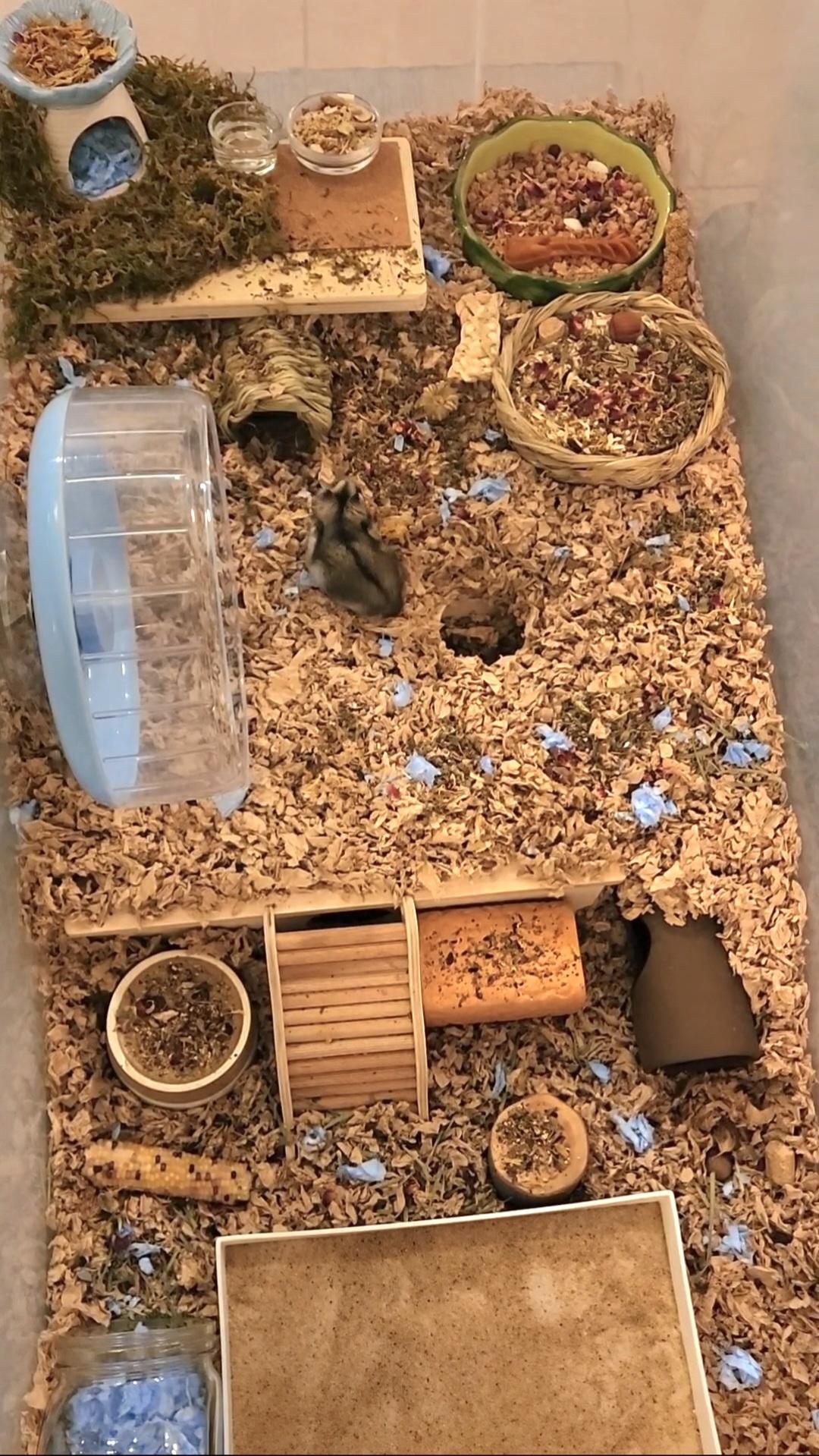 Enlarge Cheffie, a Adoptable mixed breed in Tucson, AZ image 2/5