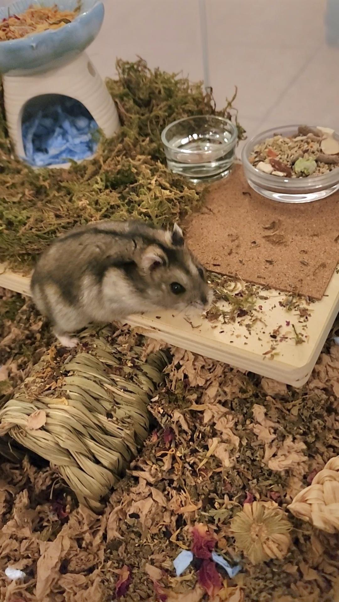 Enlarge Cheffie, a Adoptable mixed breed in Tucson, AZ image 3/5