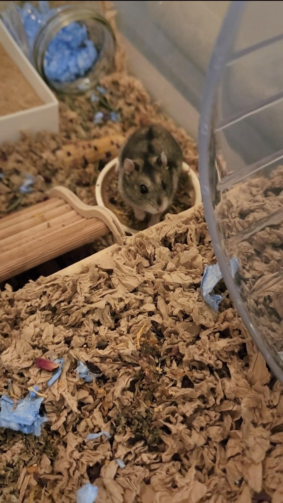 Enlarge Cheffie, a Adoptable mixed breed in Tucson, AZ image 5/5