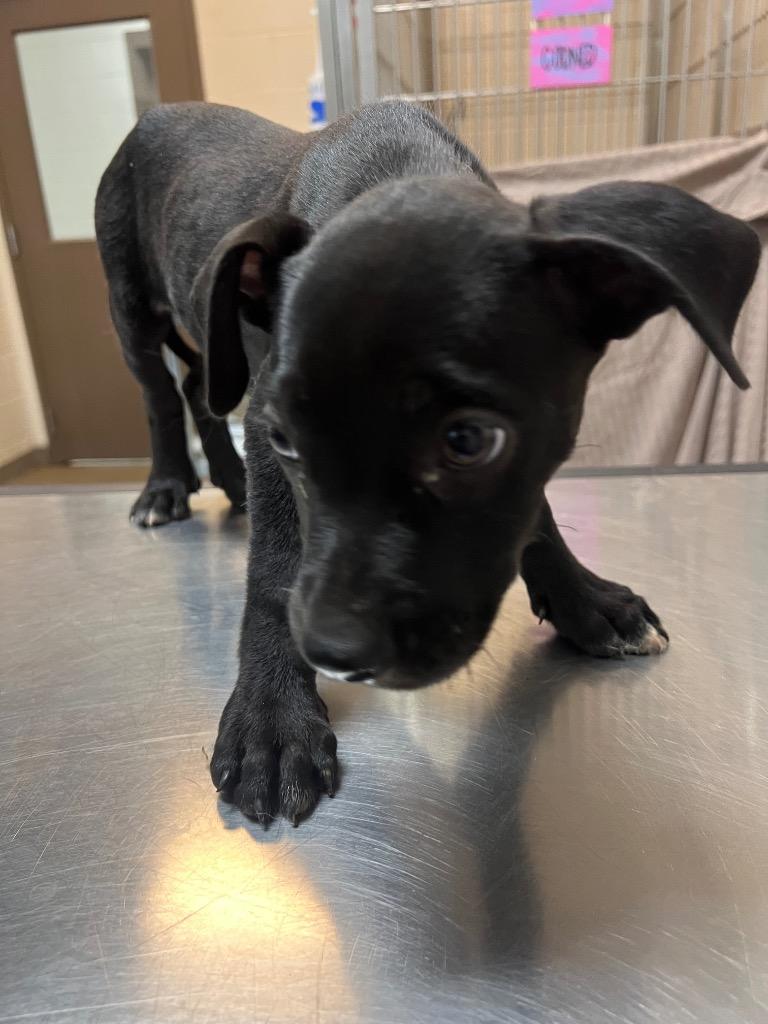 Dallas, Adoptable, Young Male American Bulldog.