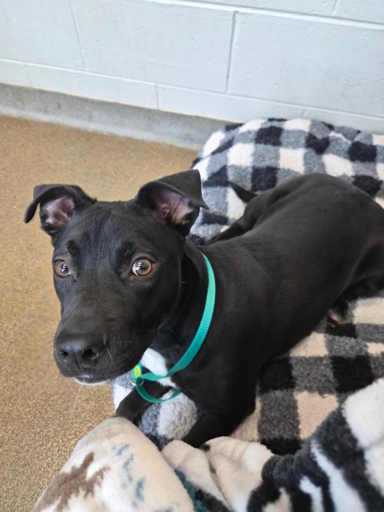 Enlarge Dallas, a Adoptable American Bulldog in Rome, GA image 2/3