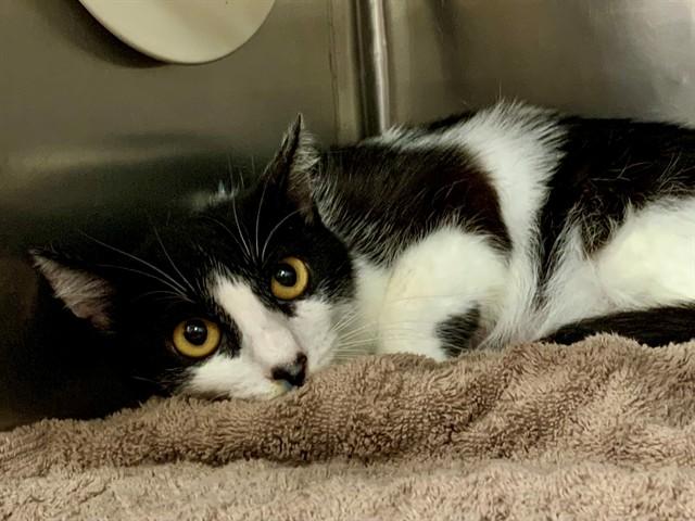 MIRANDA, Adoptable, Young Female Domestic Short Hair & Domestic Short Hair.