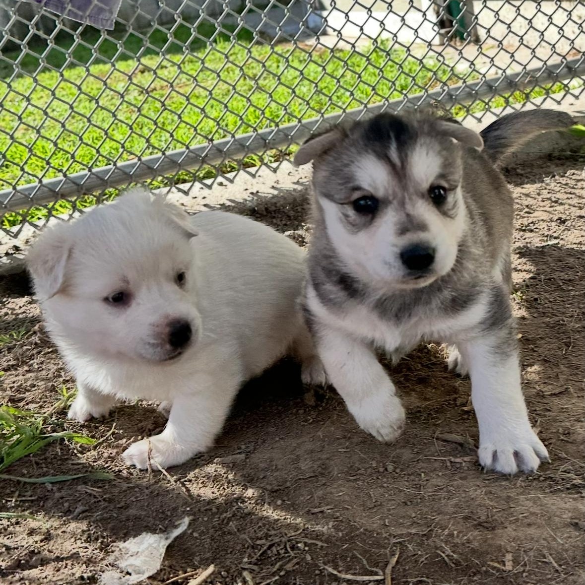 Enlarge Polar Bear, a ADOPTABLE mixed breed in Sun Valley, CA image 3/5