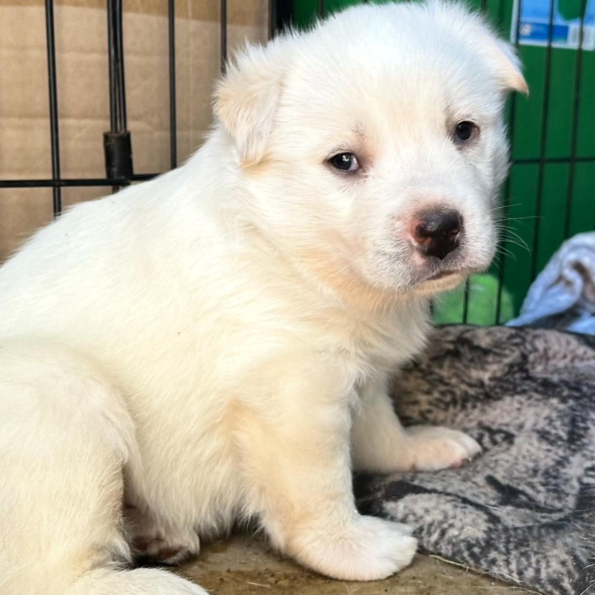 Enlarge Polar Bear, a ADOPTABLE mixed breed in Sun Valley, CA image 2/5